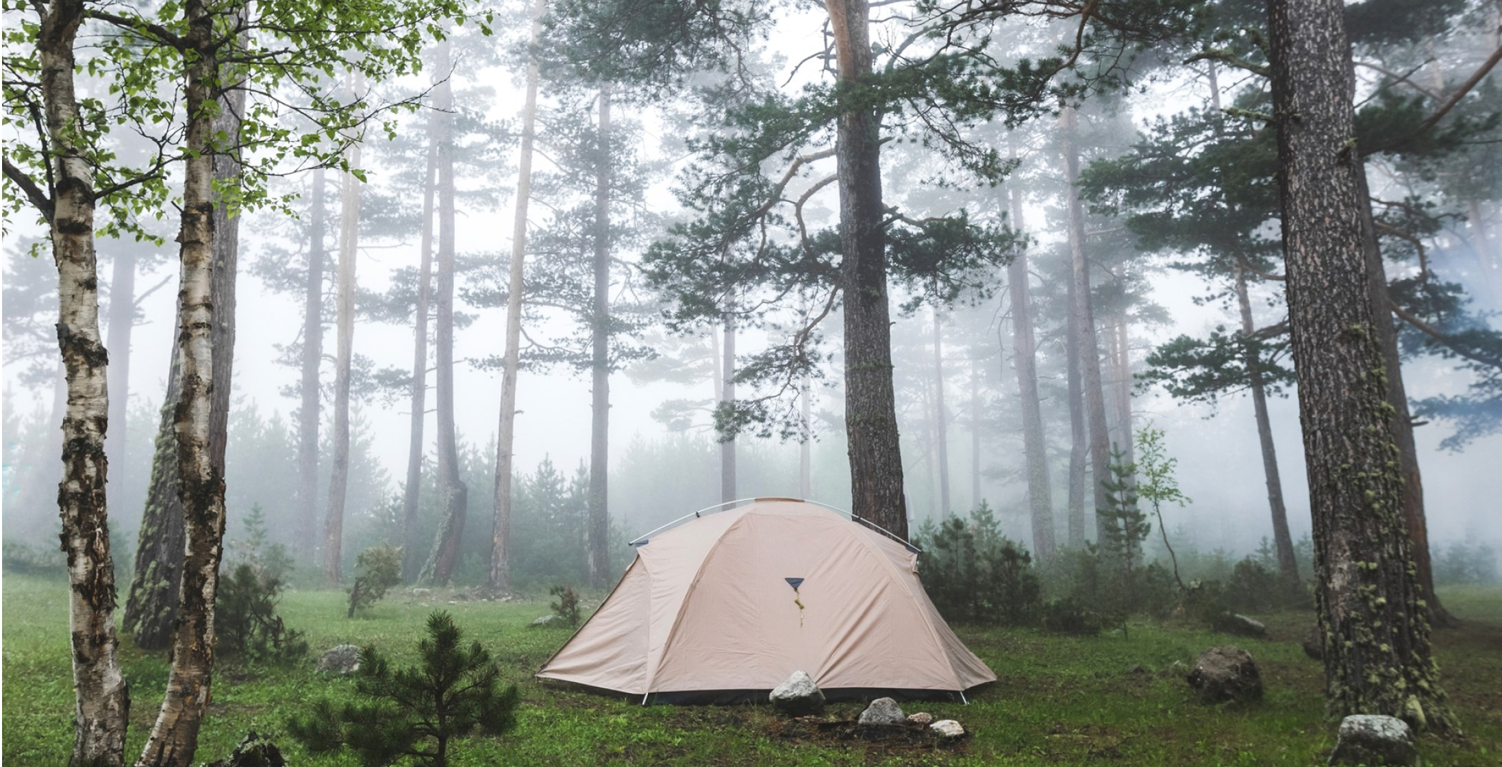 A tent in a foggy forest.